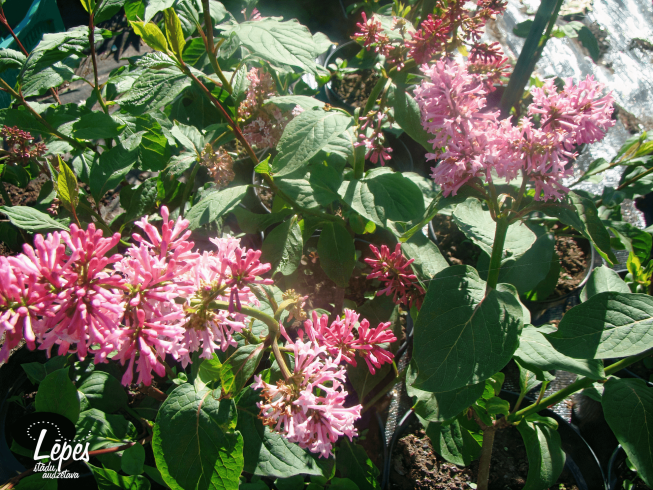 Syringa   'Miss Canada'